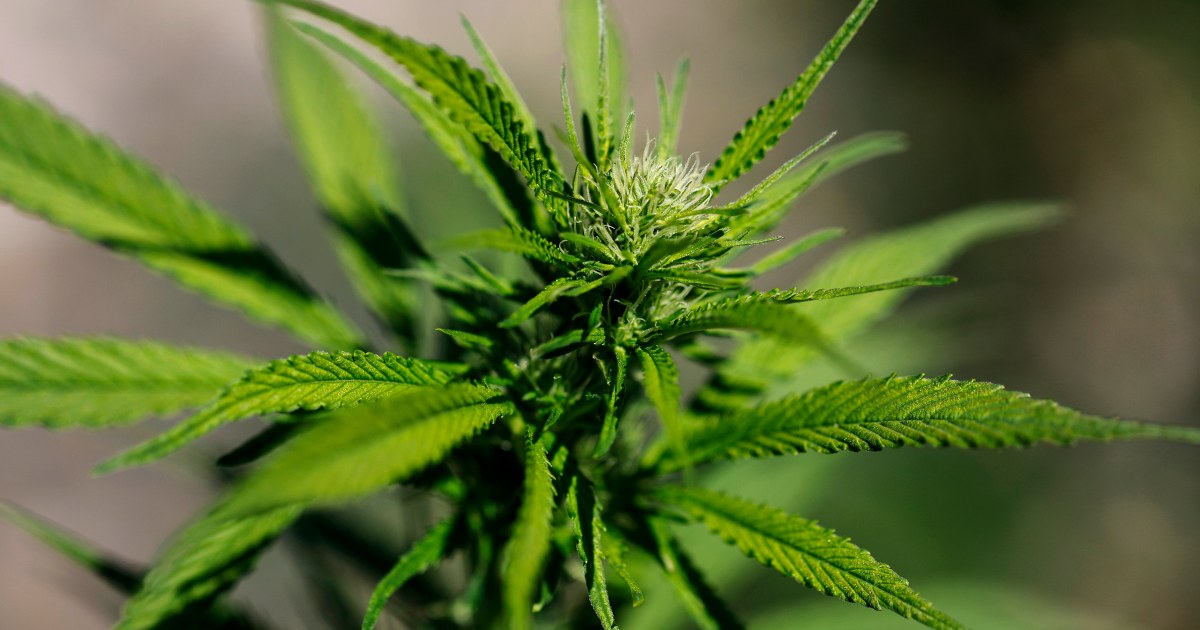 Orden Ejecutiva de Trump sobre Cannabis: La Verdad Detrás del Schedule 3