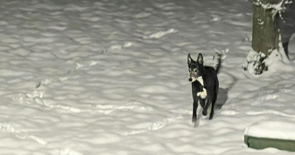 Ola de Frío Paraliza Gringolandia: El Colapso de la Cadena Global