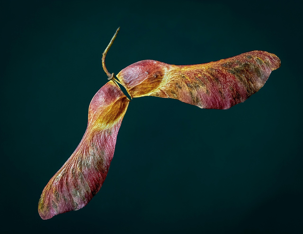 Sycamore Brewing: La Farsa de la Empatía Corporativa