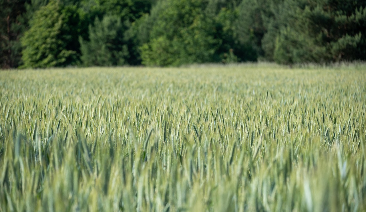 La Farsa de la Caridad: Celebridades, Manzanas y Pobreza Sistémica